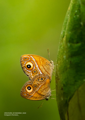 Mycalesis patnia