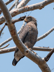 Circaetus cinerascens