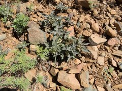 Asclepias nyctaginifolia