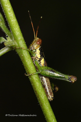 Pirithoicus ophthalmicus