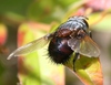 Leschenaultia - Photo (c) Joe Bartok, some rights reserved (CC BY-NC), uploaded by Joe Bartok