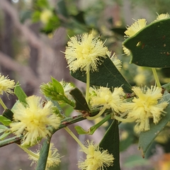 Acacia littorea
