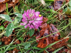 Trifolium pratense
