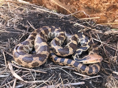 Western Foxsnake
