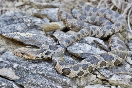 Western Foxsnake