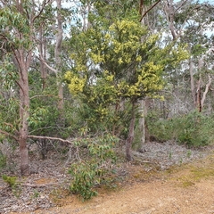 Acacia littorea