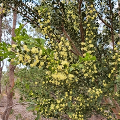 Acacia littorea