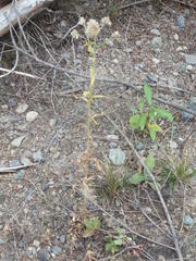 Pseudognaphalium macounii