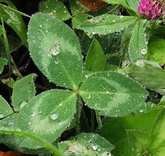 Trifolium pratense