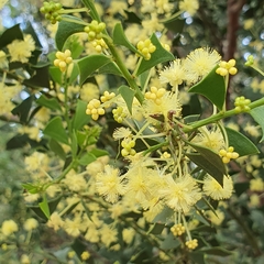 Acacia littorea