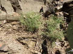 Pombalia verticillata