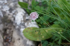 Astrantia trifida