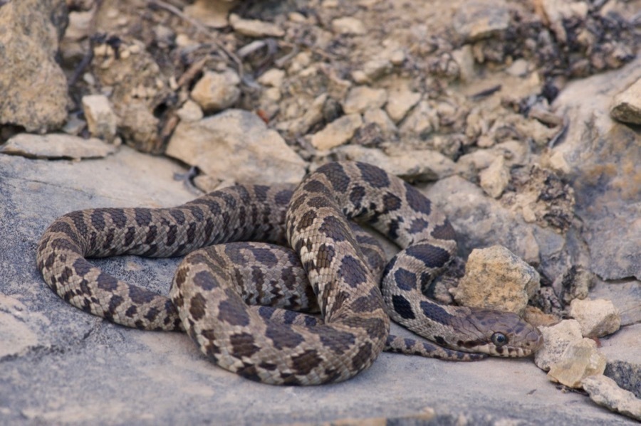 Western Foxsnake