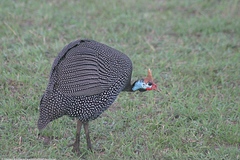 Numida meleagris reichenowi