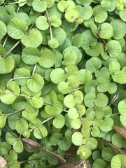Magnoliopsida