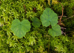 Tiarella stolonifera