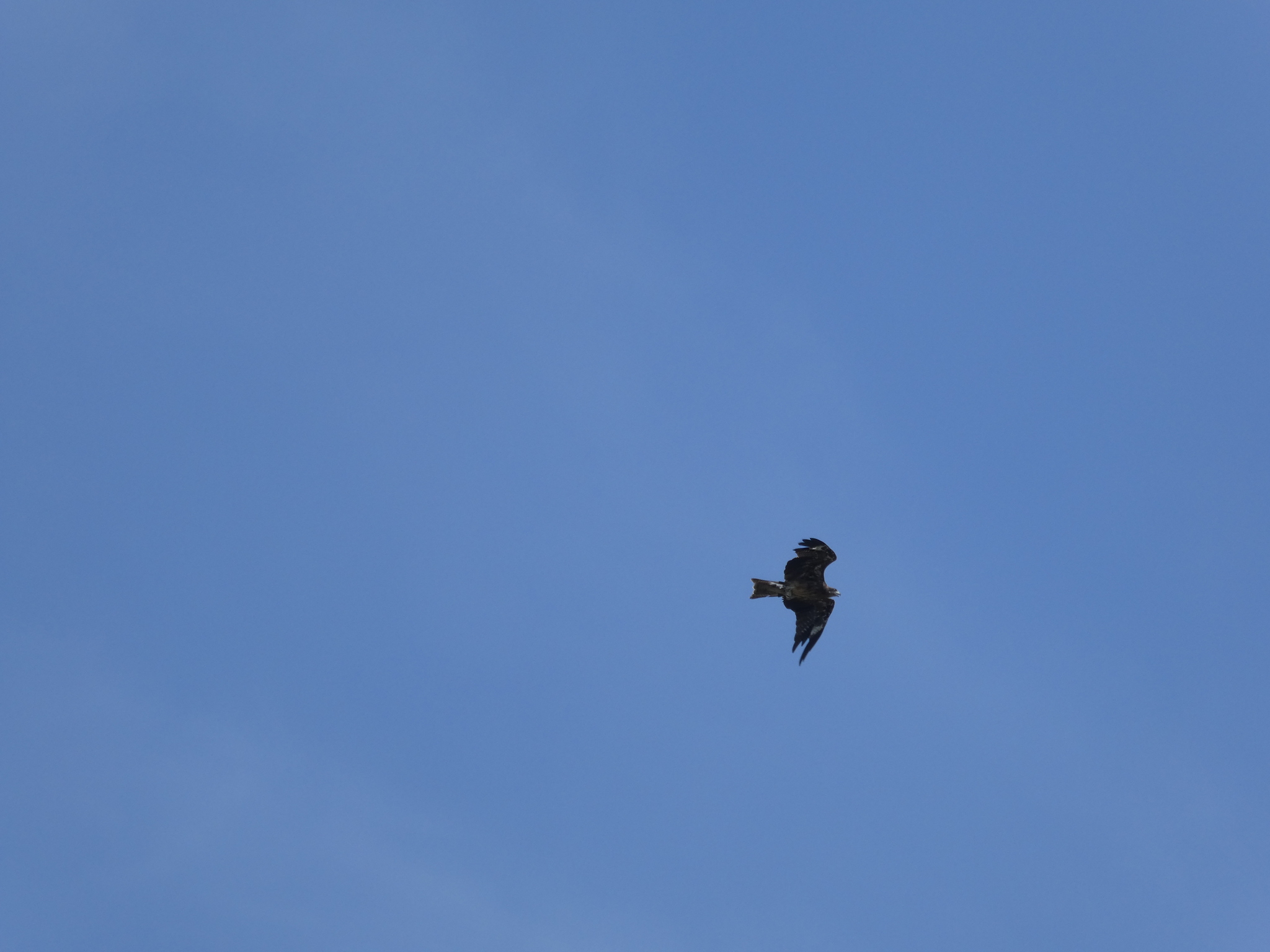 Black Kite