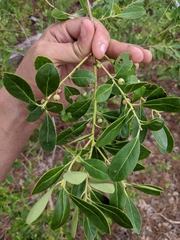 Ilex coriacea