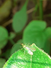 Blepharidopterus angulatus