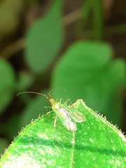 Blepharidopterus angulatus