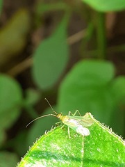 Blepharidopterus angulatus