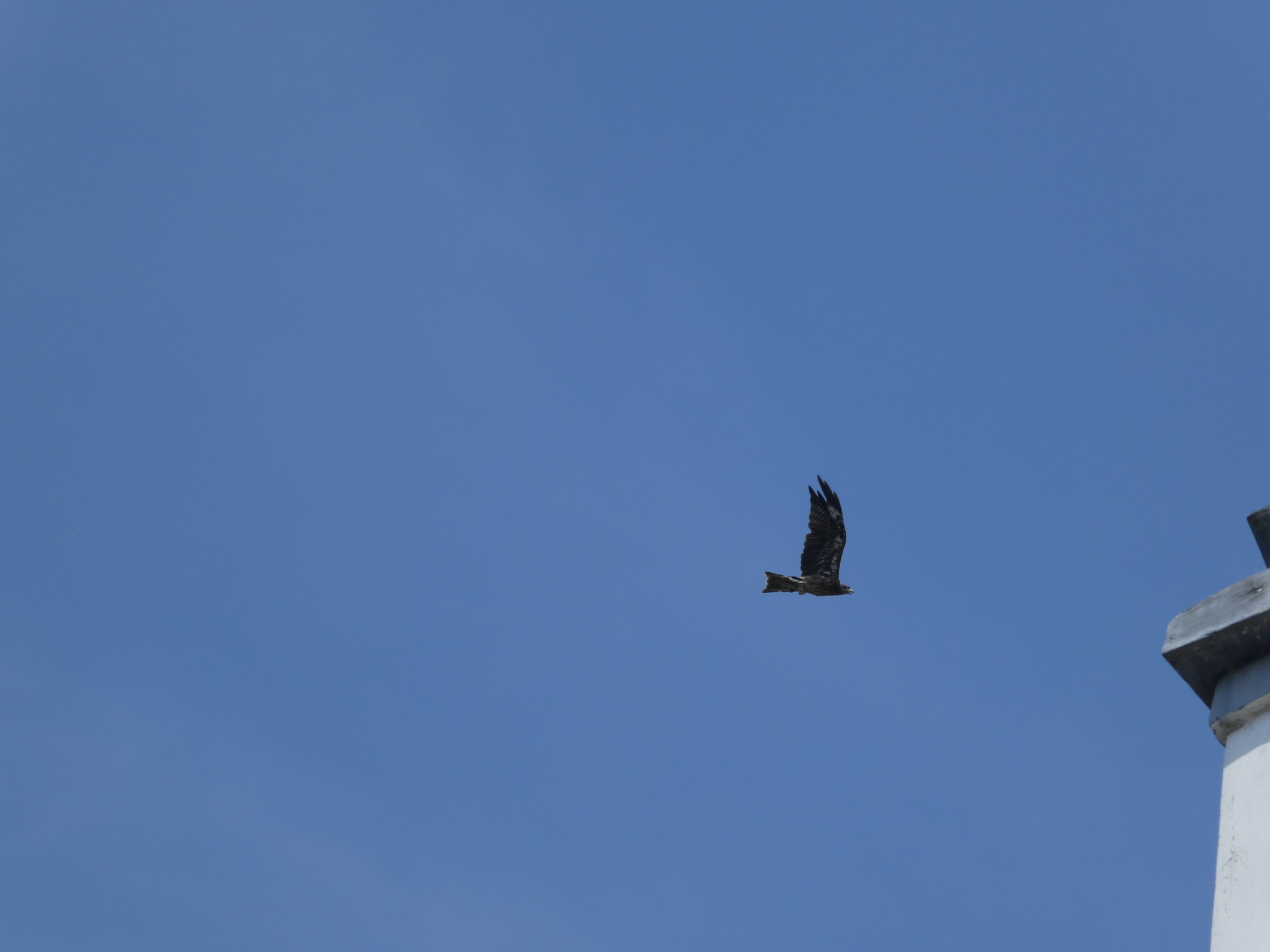 Black Kite