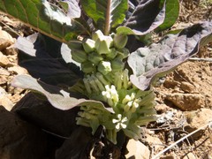 Asclepias nyctaginifolia