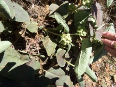 Asclepias nyctaginifolia