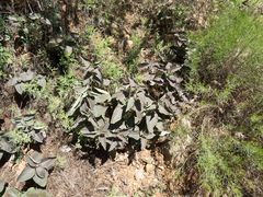 Asclepias nyctaginifolia