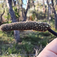 Xanthorrhoea gracilis
