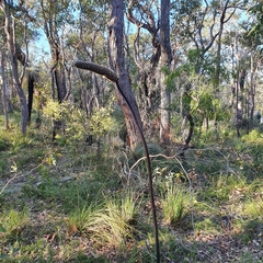 Xanthorrhoea gracilis