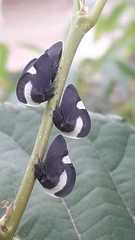 Membracis interrupta