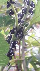 Membracis interrupta