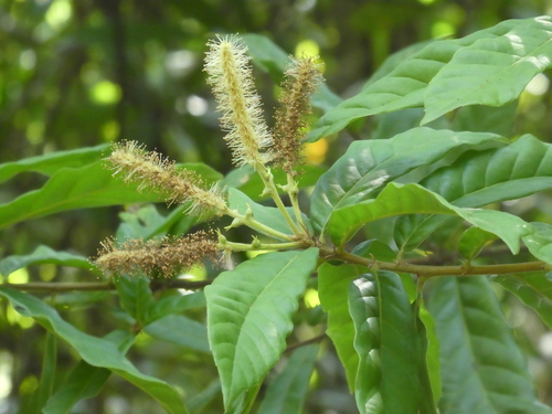 Lithocarpus quercifolius