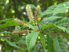 Lithocarpus quercifolius