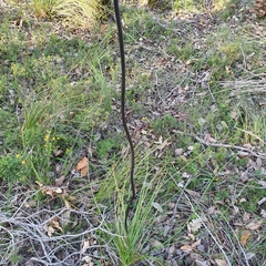 Xanthorrhoea gracilis