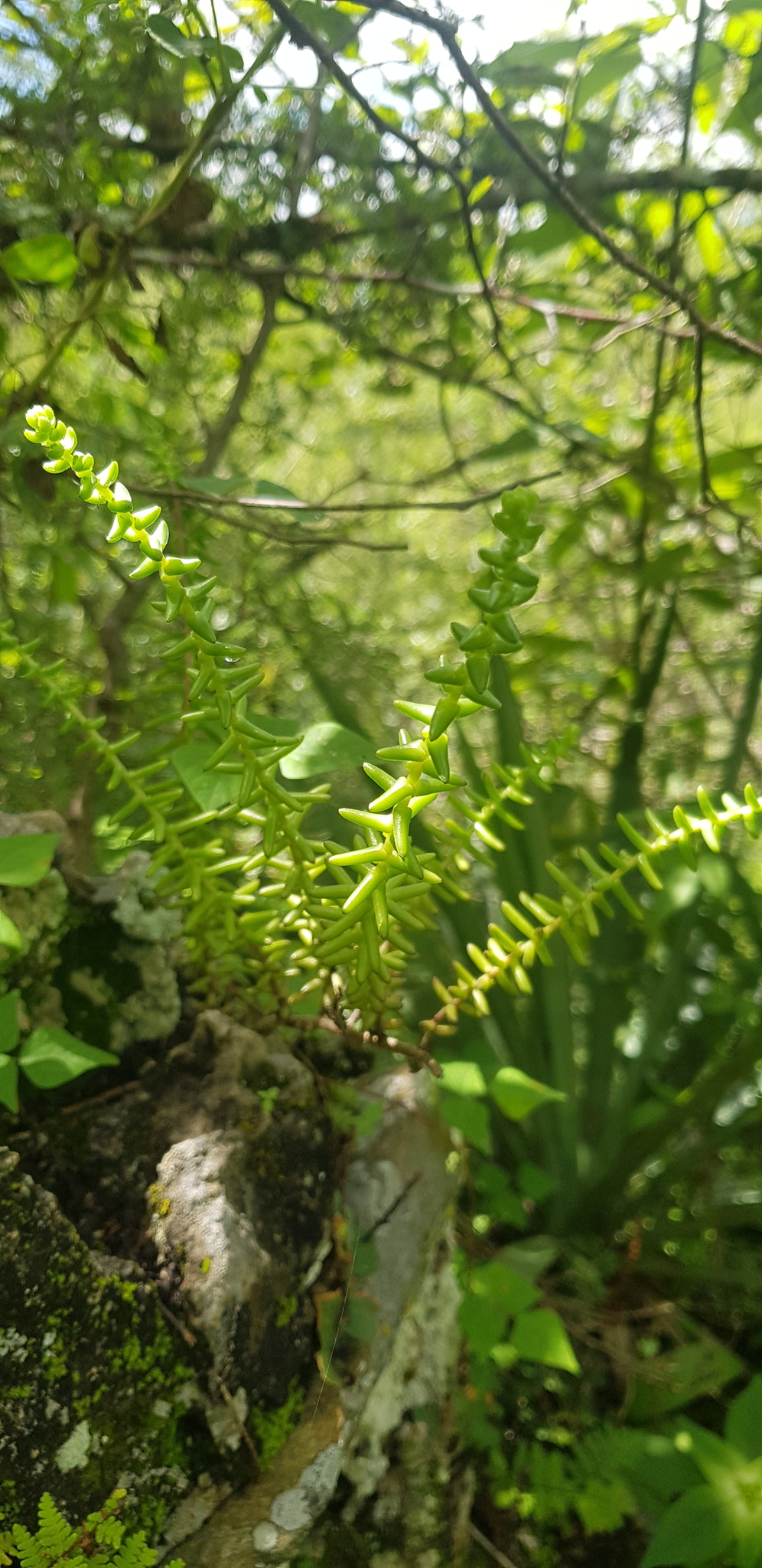 Villadia guatemalensis 2