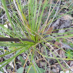 Xanthorrhoea gracilis