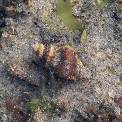 Ceratostoma nuttalli image