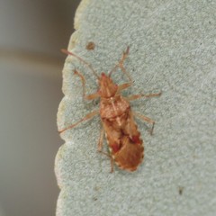 Belonochilus numenius