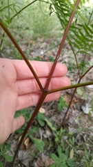 Pteridium aquilinum image