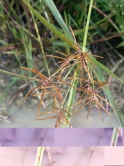 Cyperus esculentus leptostachyus
