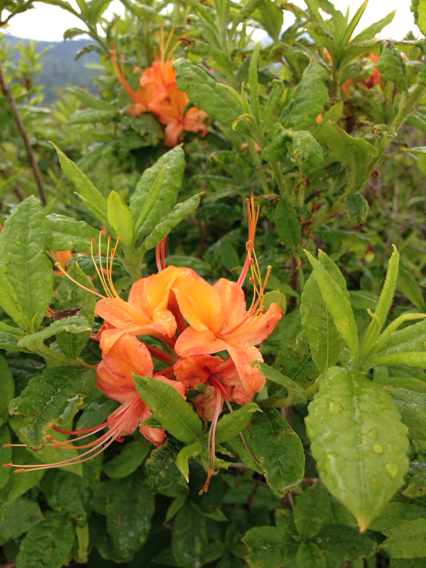 Rhododendron cumberlandense