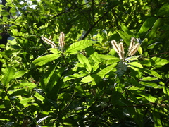 Lithocarpus quercifolius