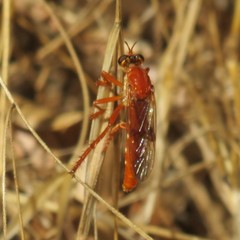 Saropogon luteus