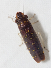 Paraulacizes thunbergi