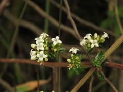 Galianthe bogotensis