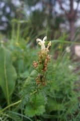 Pedicularis sibthorpii