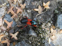 Prostemma aeneicolle