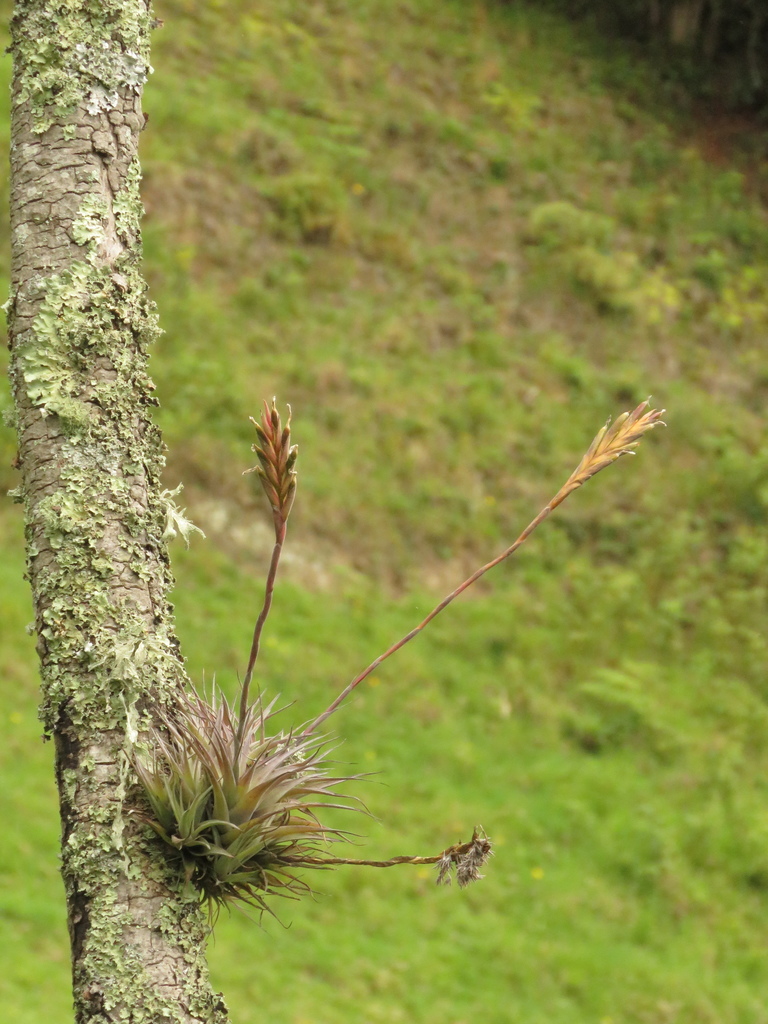 Tillandsia incarnata